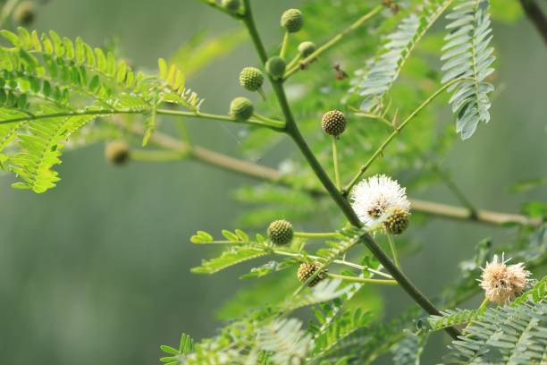 istock shot of Leucaena leucocephala mimosa tree 1500495167