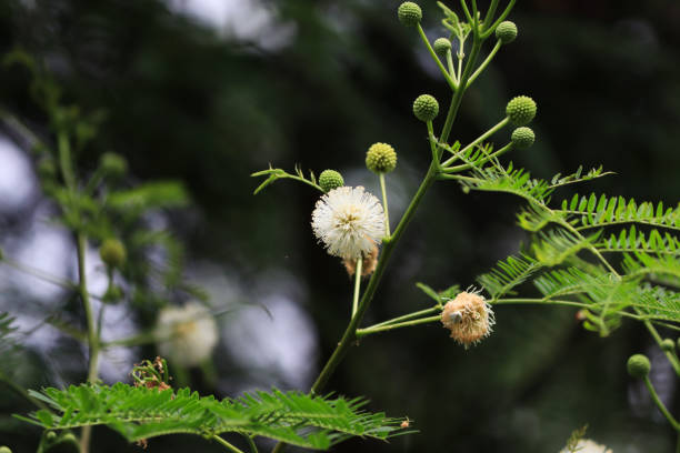 istock shot of Leucaena leucocephala mimosa tree 1500495237