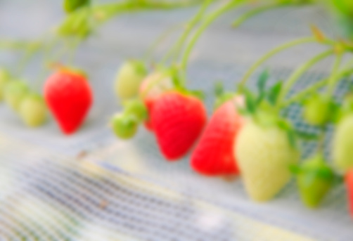 Harvesting of fresh ripe big red strawberry with soft blur background, copy space