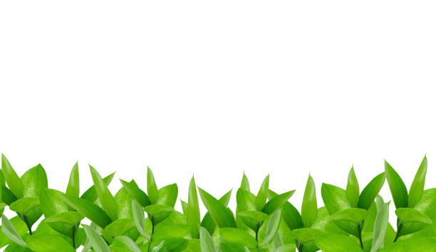 istock Green leaves border isolated on white 1500495539