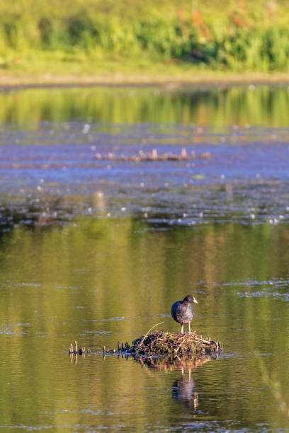Coot at a nest in a lake