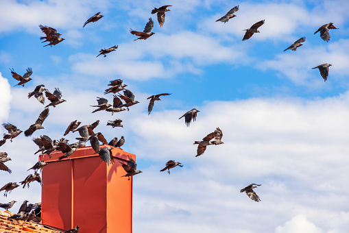 Flock of Western Jackdaws flying above a chimney at roof