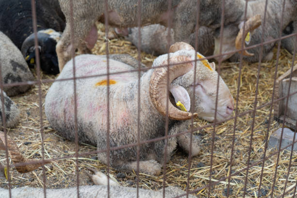 Animals in the animal market set up for Eid al-Adha in Istanbul, Turkey