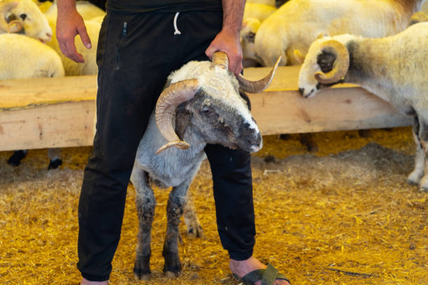 istock Animal market for Eid al-Adha 1500497705