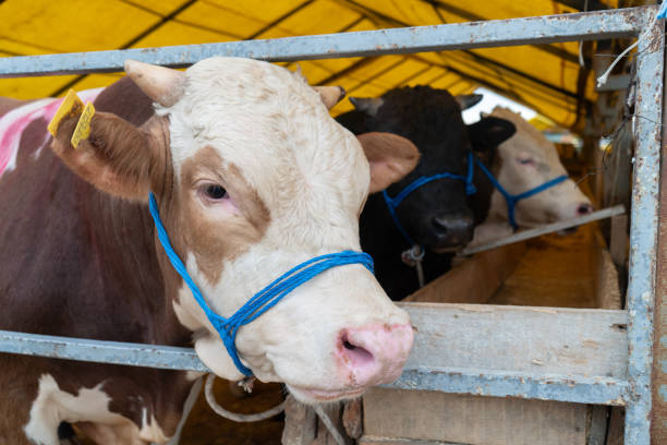 istock Animal market for Eid al-Adha 1500498985