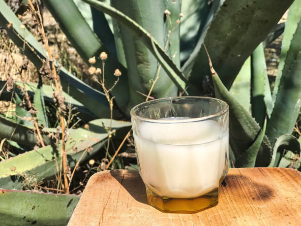 istock Authentic Mexican drink, pulque, made from the maguey plant 1500499298