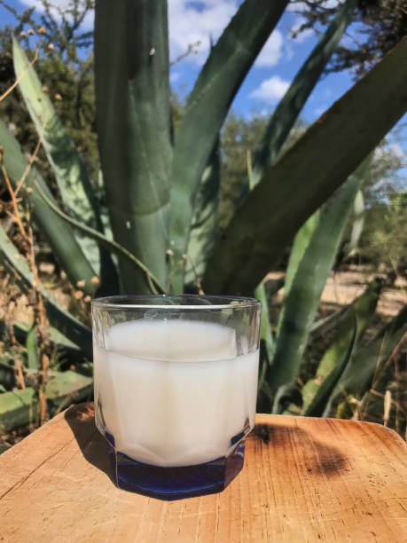 istock Authentic Mexican drink, pulque, made from the maguey plant 1500499302