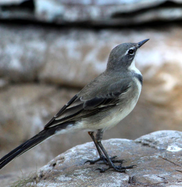 istock Mountain wagtail (Motacilla clara) looking for worms on the ground : (pix Sanjiv Shukla) 1500500541