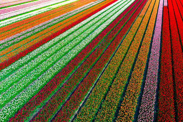 Tulips growing in agricultural fields in the Noordoostpolder in Flevoland, The Netherlands, during springtime seen from above. The Noordoostpolder is a polder in the former Zuiderzee designed initially to create more land for farming.