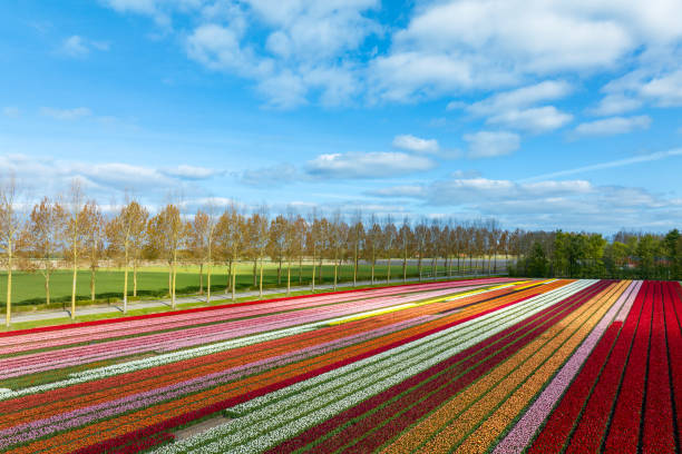 Poppy field blooming in the forest park
