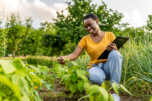 Black woman, farmer and with clipboard for harvest, vegetables and check plants growth outdoor.