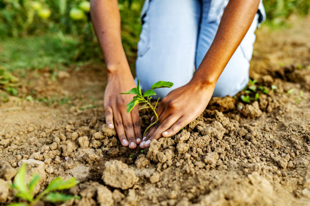 istock Seedling moving to 