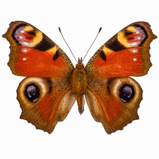 istock Aglais io, the European peacock 1500502139