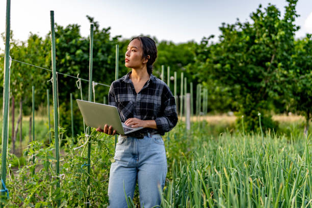 istock Young farmer examining vegetable garden. 1500502167