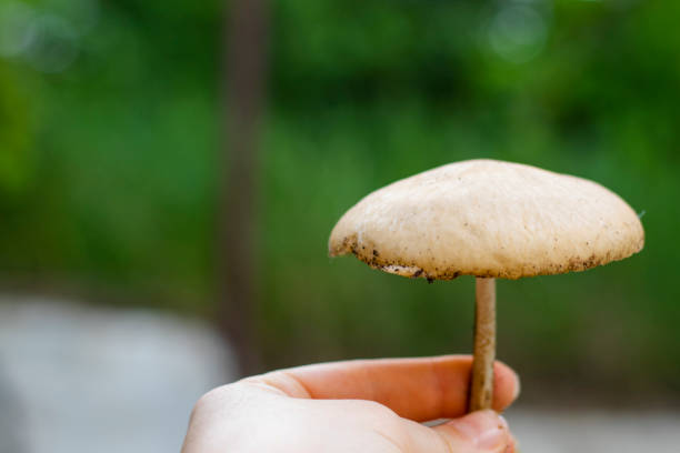 Marasmius oreades fungus in hand