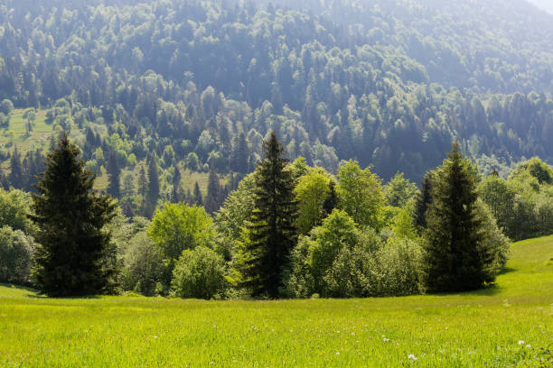 istock Mountain meadow against opposite forested slope in sunny morning backlit 1500503441