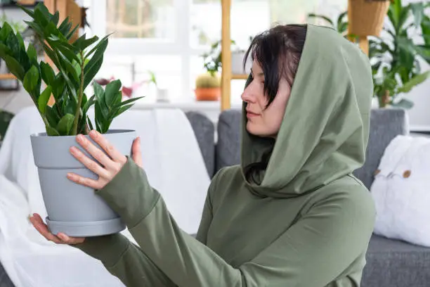 Photo of Unpretentious and popular Zamioculcas in the hands of a woman in the interior of a green house with shelving collections of domestic plants. Home crop production