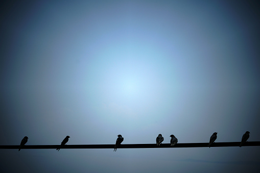 birds, blue, seven, silhouette, sky