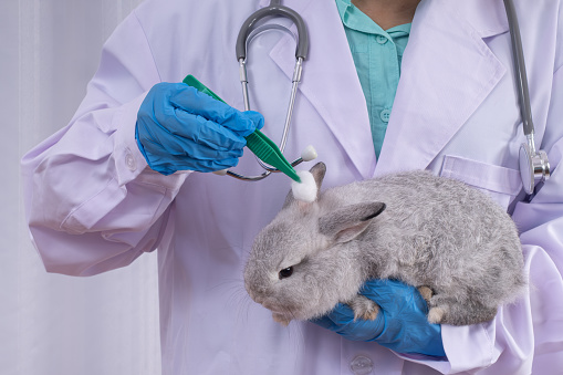 Veterinarian is examining and cleaning rabbit ear with cotton buds.