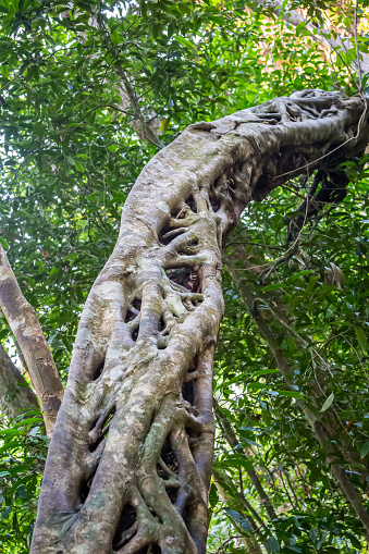 Empty Strangler Fig Tree from which the Tree has Died and Rotted away in Rainforest, Queensland, Australia