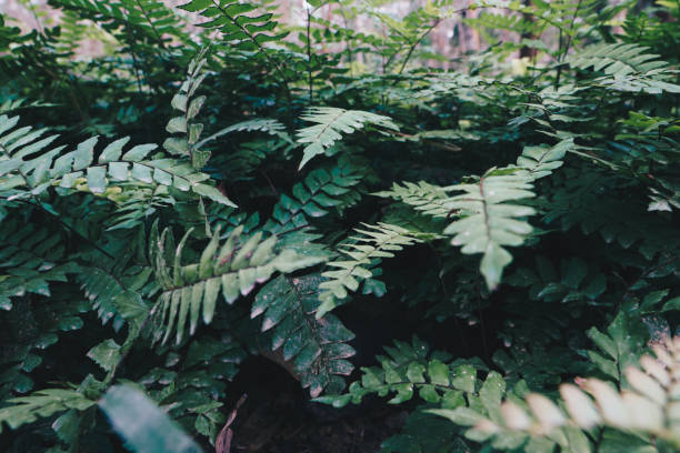 istock Green fern mos plant in tropical tree forest 1500507332