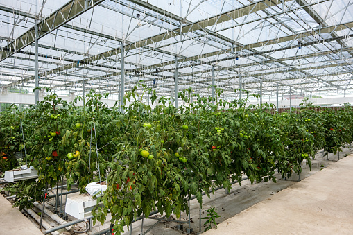 In the modern agriculture greenhouse soilless cultivation of tomato.Green Rows in Greenhouse planted for Health.