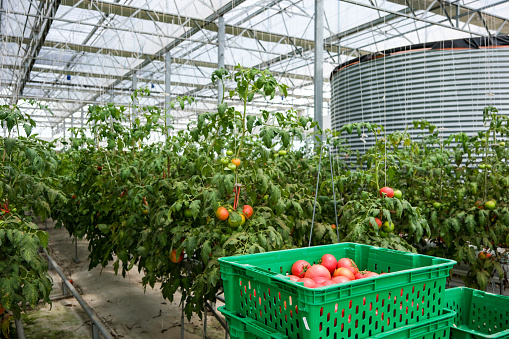 In the modern agriculture greenhouse soilless cultivation of tomato.Green Rows in Greenhouse planted for Health.