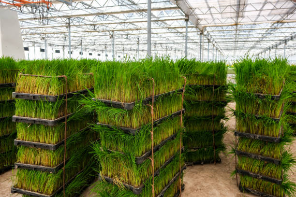 istock The Rice seedlings are prepared for rice cultivation.Automatic rice seedling base in intelligent greenhouse. 1500508935