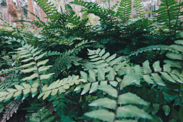 istock Green fern mos plant in tropical tree forest 1500508954