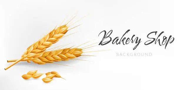 Vector illustration of Realistic 3D vector illustration of a golden ear of wheat on a white background. Perfect for bakery shops, agriculture related designs. Represents autumn harvest, natural ingredients, healthy food