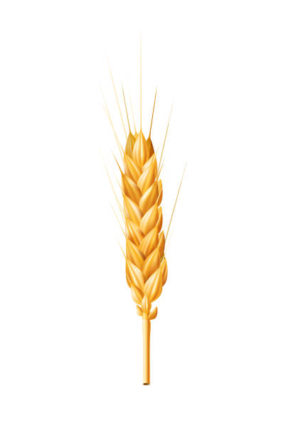 istock Realistic 3D vector illustration of a golden ear of wheat isolated on a white background. Perfect for agriculture, bakery, and food related designs. Ideal for packaging, farm, nutrition, and organic 1500509233