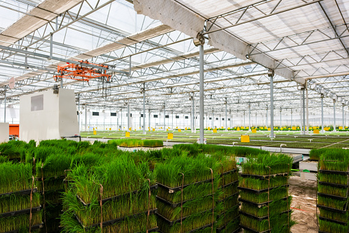 Smart farming agricultural technology and automatic rice seedling, Intelligent greenhouses is fully mechanized operation,Organic agriculture concept.