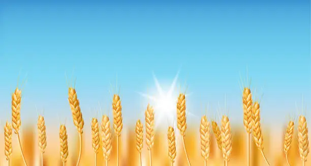 Vector illustration of A realistic vector image showcasing a golden wheat field in the countryside. Perfect for agriculture, farming, and food related designs. Illustration of ripe wheat crops under a blue sky