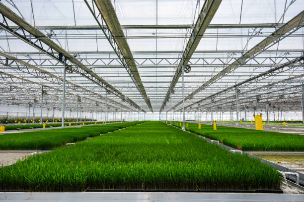 istock Rice seedlings under cultivation.Automatic rice seedling base in intelligent greenhouse. 1500509356