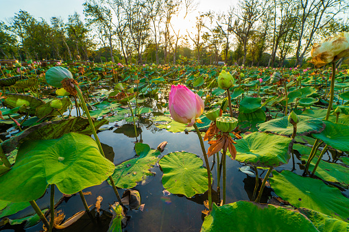 Pink blooming lotus and lotus leaf