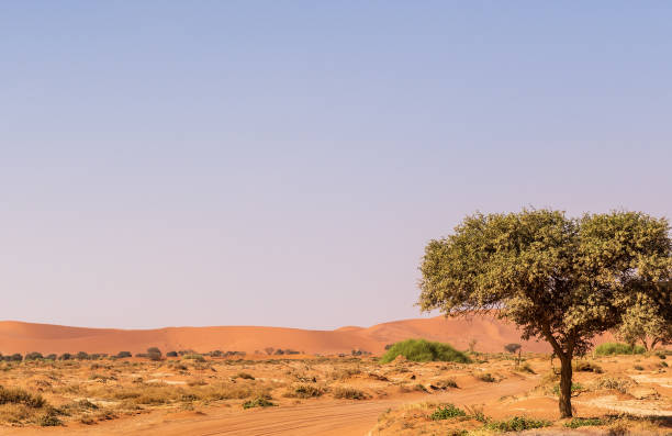istock Desert landscape near Sossusvlei 1500510587