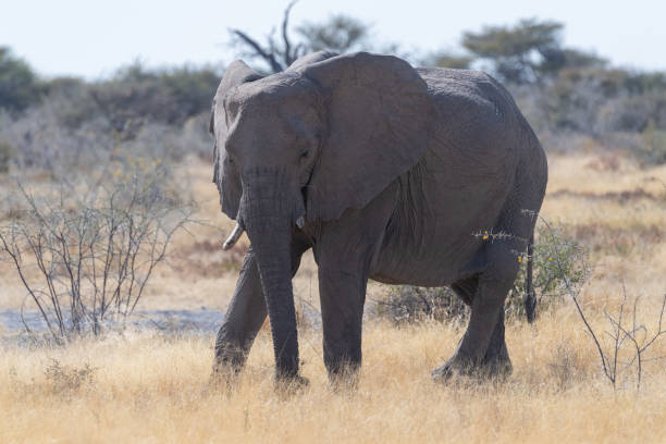 istock An African Elephant grazing in Etosha 1500510648