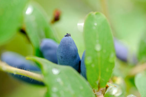 Honeysuckle branch with blue ripe berries.