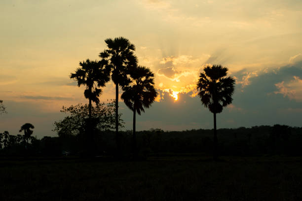 silhouette of sugar palm trees on the sunrise background