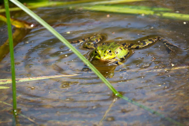 istock Green frog in the pond 1500511220