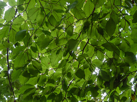 Blätterdach einer Erle aus der Froschperspektive
