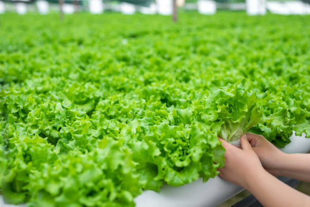 istock Harvested from hydroponic farms 1500511610