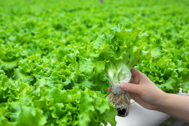 istock Harvested from hydroponic farms 1500511716