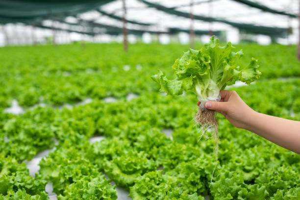 istock Harvested from hydroponic farms 1500511801