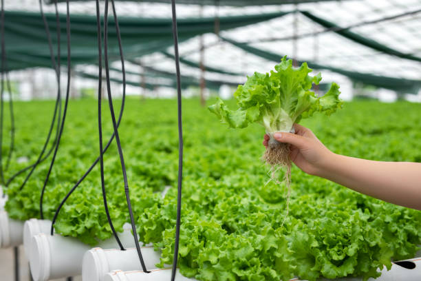 istock Harvested from hydroponic farms 1500511881