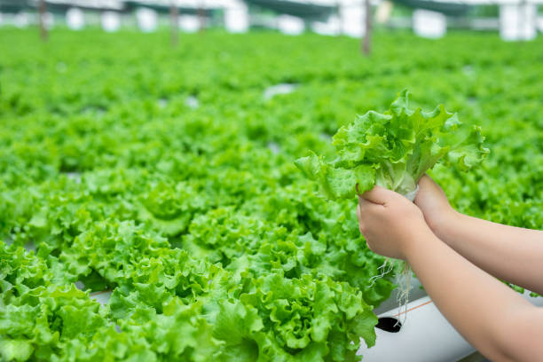 istock Harvested from hydroponic farms 1500512466