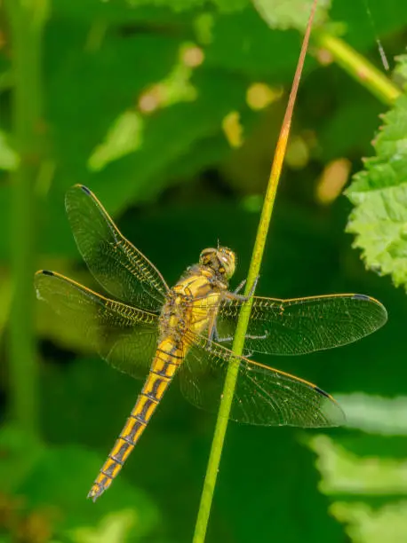close-up of a dragonfly resting on a reed stem in nature reserve de BIesbosch in Brabant, Netherlands
