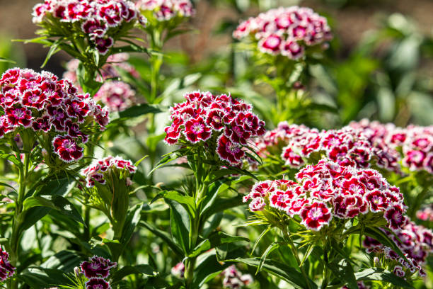 터키 카네이션의 보라색 꽃, dianthus barbatus, 클로즈업 - dianthus 뉴스 사진 이미지