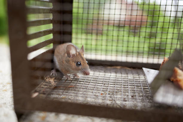 istock mus musculus, mouse in a life trap behind the grid 1500514602
