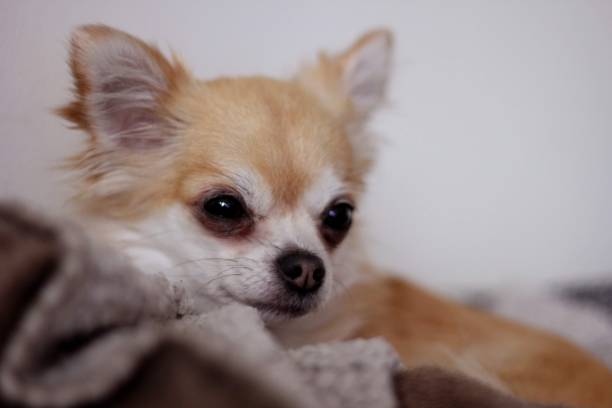 istock Rainy the chihuahua 1500515022